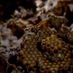 Abeja-1024×683